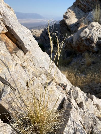 Eriocoma arida, photographed by Matt Berger