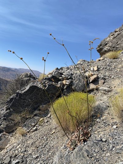 Eriogonum intrafractum, photographed by Matt Berger