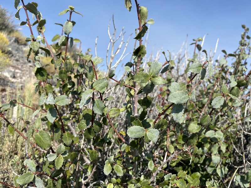 Tetracoccus ilicifolius, photographed by Matt Berger