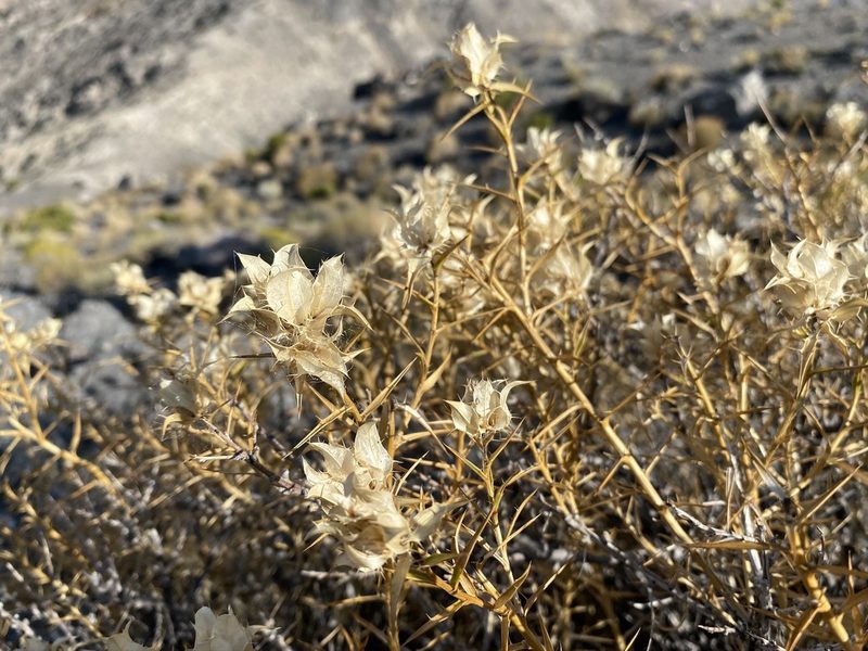 Hecastocleis shockleyi, photographed by Matt Berger