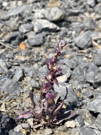 Penstemon calcareus, photographed by Matt Berger