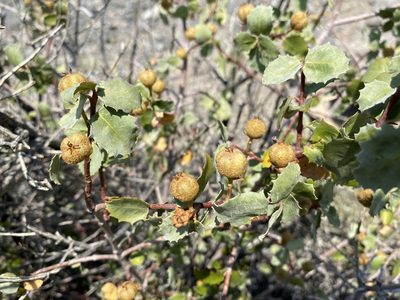 Tetracoccus ilicifolius, photographed by Matt Berger