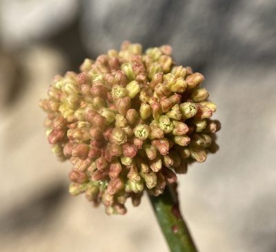Eriogonum intrafractum, photographed by Matt Berger