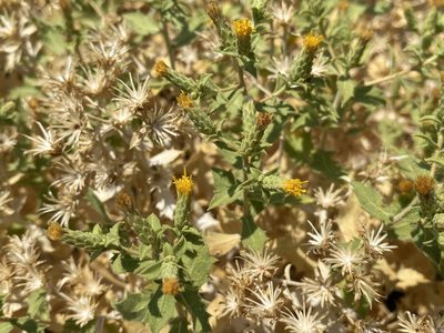Adiaphila brickellioides