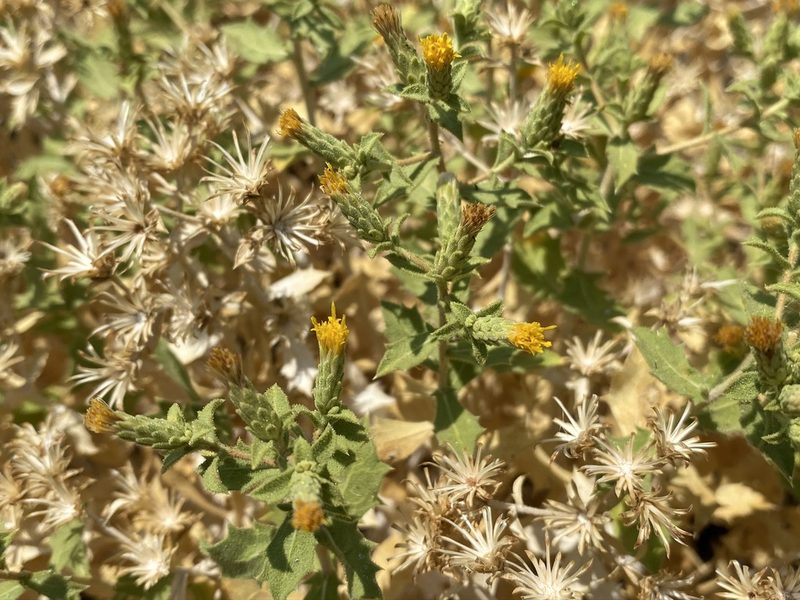 Adiaphila brickellioides, photographed by Matt Berger