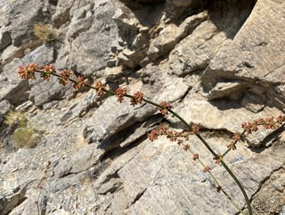 Eriogonum intrafractum, photographed by Matt Berger