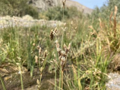 Fimbristylis thermalis, photographed by Matt Berger
