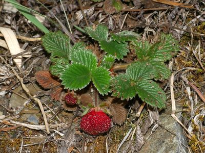 Fragaria hayatae, photographed by Jacy Chen