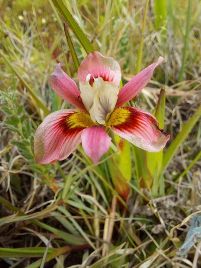 Moraea tricolor, photographed by Jacques van der Merwe