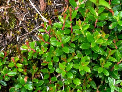 Gaultheria borneensis, photographed by Jacy Chen