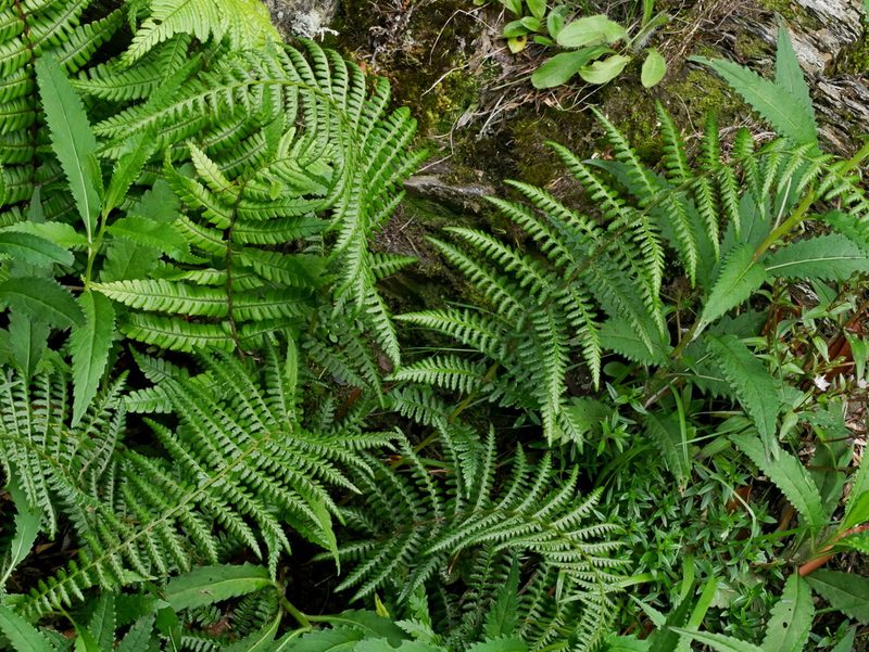 Athyrium oppositipennum, photographed by Jacy Chen