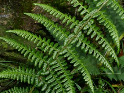 Athyrium oppositipennum, photographed by Jacy Chen