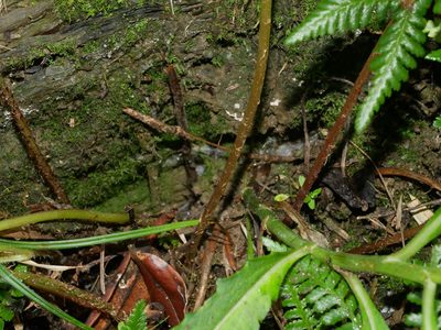 Athyrium oppositipennum, photographed by Jacy Chen