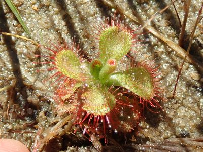 Drosera sessilifolia, photographed by Tsssss