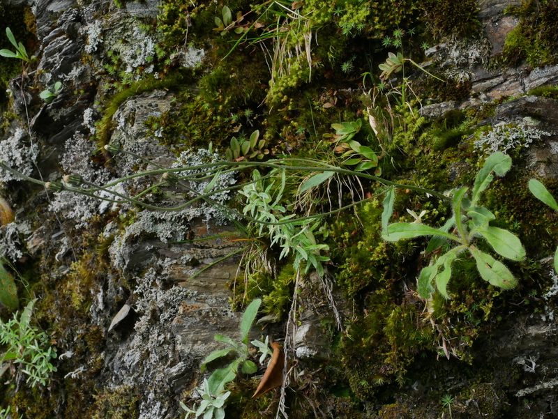 Hieracium morii, photographed by Jacy Chen