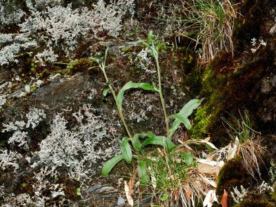 Hieracium morii, photographed by Jacy Chen