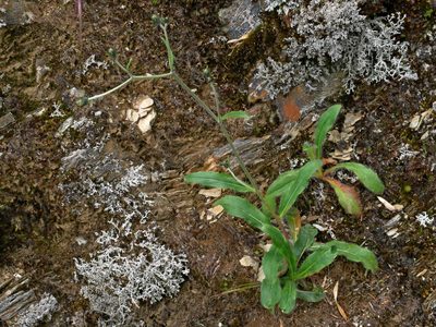 Hieracium morii, photographed by Jacy Chen