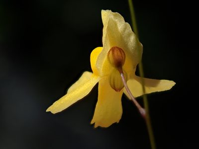 Utricularia triloba, photographed by Tsssss