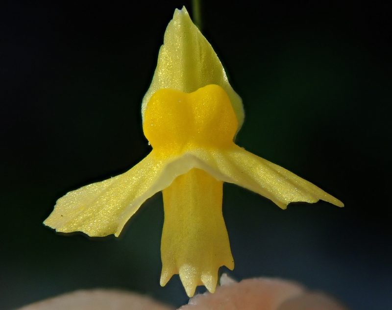 Utricularia triloba, photographed by Tsssss