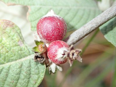 Sabicea brasiliensis, photographed by Tsssss