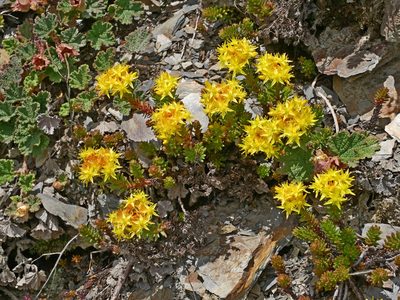 Sedum morrisonense, photographed by Jacy Chen