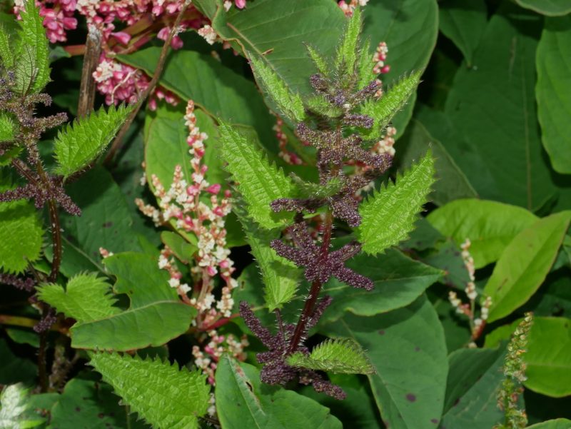 Urtica taiwaniana, photographed by Jacy Chen