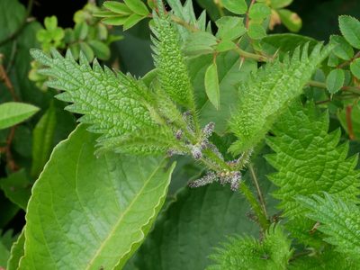 Urtica taiwaniana, photographed by Jacy Chen