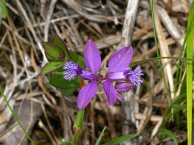 Polygala japonica, photographed by Jacy Chen