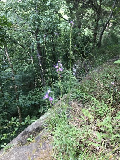Liatris microcephala, photographed by anguspritchard