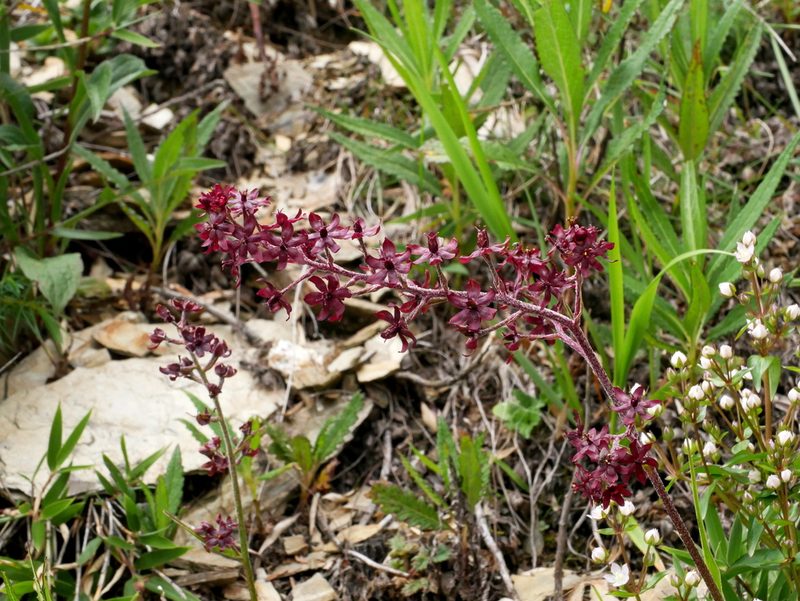 Veratrum formosanum, photographed by Jacy Chen