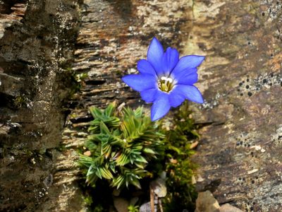 Gentiana arisanensis, photographed by Jacy Chen
