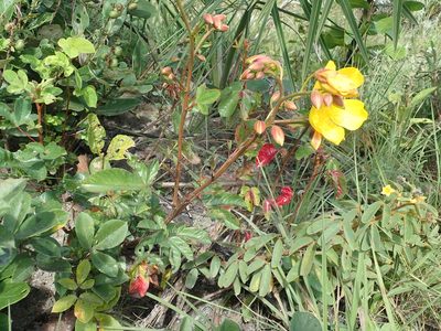 Cochlospermum regium, photographed by Tsssss
