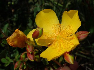 Cochlospermum regium, photographed by Tsssss