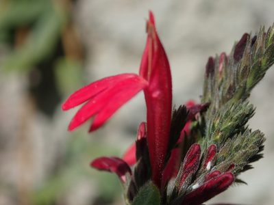 Justicia lanstyakii, photographed by Tsssss