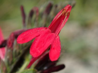 Justicia lanstyakii, photographed by Tsssss