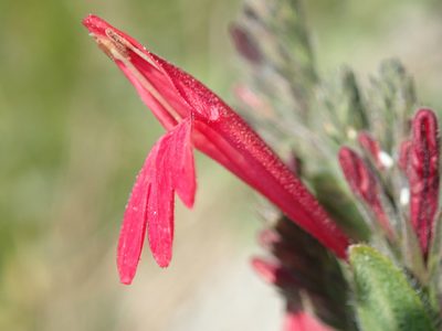 Justicia lanstyakii, photographed by Tsssss