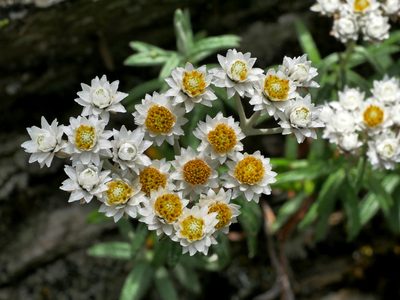 Anaphalis morrisonicola, photographed by Jacy Chen