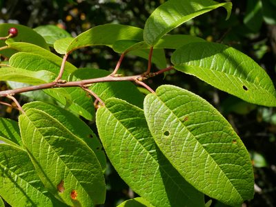 Prunus obtusata, photographed by Jacy Chen