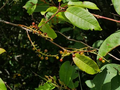 Prunus obtusata, photographed by Jacy Chen