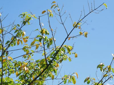 Prunus obtusata, photographed by Jacy Chen