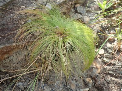 Bulbostylis paradoxa, photographed by Tsssss