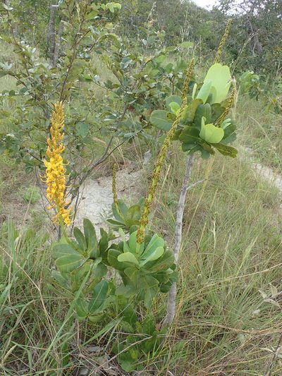 Vochysia pruinosa, photographed by Tsssss