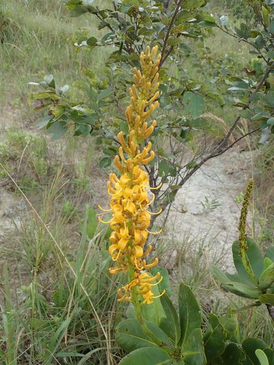 Vochysia pruinosa, photographed by Tsssss