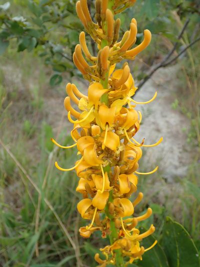 Vochysia pruinosa, photographed by Tsssss