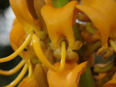 Vochysia pruinosa, photographed by Tsssss
