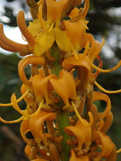 Vochysia pruinosa, photographed by Tsssss