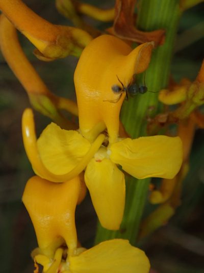 Vochysia pruinosa, photographed by Tsssss