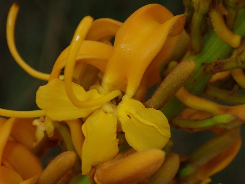 Vochysia pruinosa, photographed by Tsssss