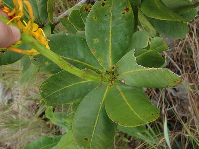 Vochysia pruinosa, photographed by Tsssss