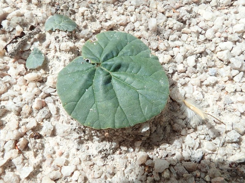 Dorstenia cayapia, photographed by Tsssss